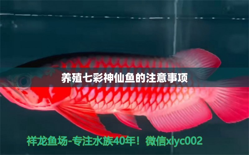 養(yǎng)殖七彩神仙魚的注意事項(xiàng) 七彩神仙魚