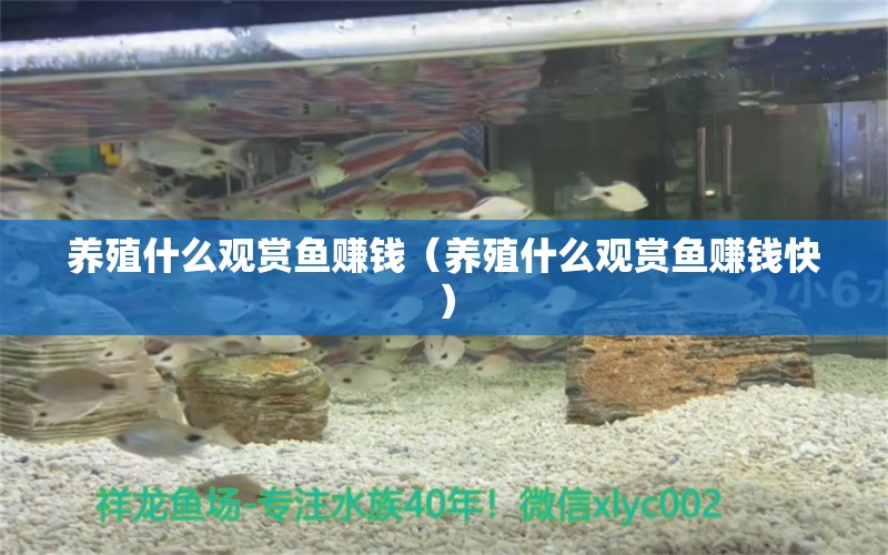 養(yǎng)殖什么觀賞魚(yú)賺錢(qián)（養(yǎng)殖什么觀賞魚(yú)賺錢(qián)快）