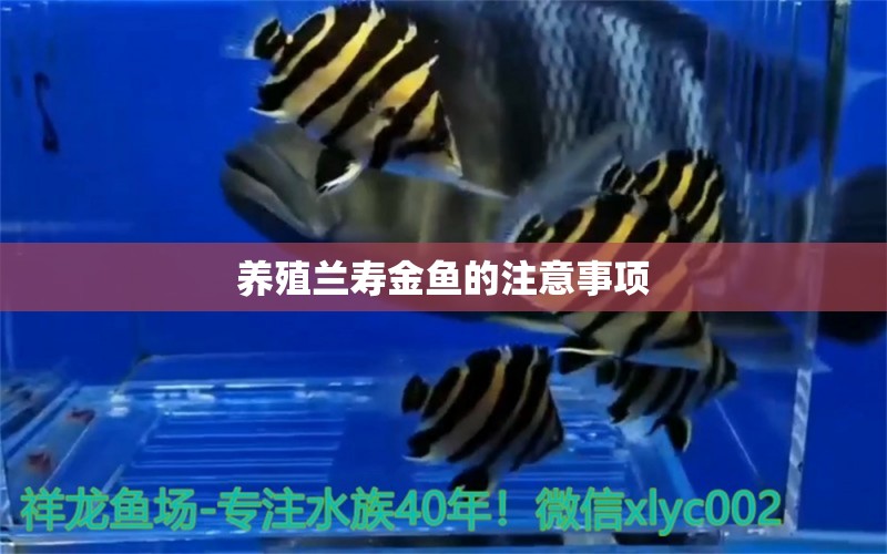 養(yǎng)殖蘭壽金魚的注意事項(xiàng) 養(yǎng)魚知識(shí)