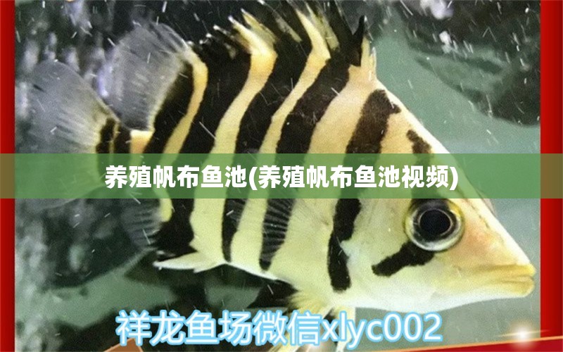 養(yǎng)殖帆布魚池(養(yǎng)殖帆布魚池視頻) 福魟魟魚