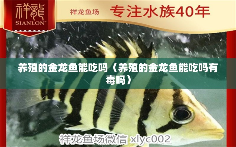 養(yǎng)殖的金龍魚能吃嗎（養(yǎng)殖的金龍魚能吃嗎有毒嗎） 祥龍水族醫(yī)院