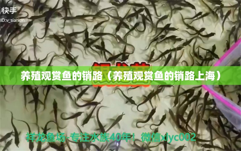 養(yǎng)殖觀賞魚的銷路（養(yǎng)殖觀賞魚的銷路上海） 水族雜談