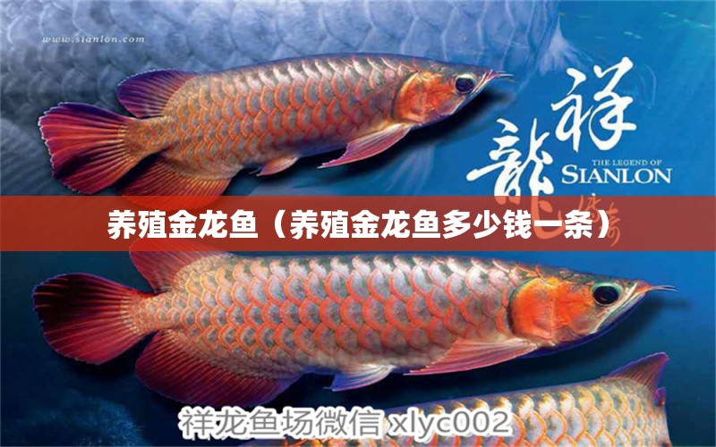 養(yǎng)殖金龍魚（養(yǎng)殖金龍魚多少錢一條）