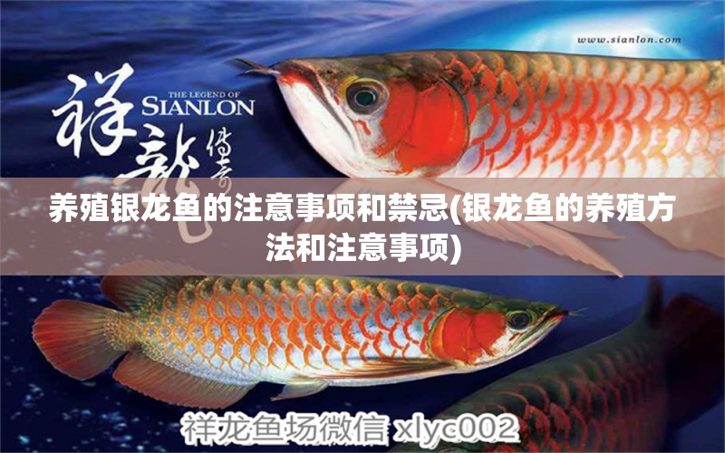 養(yǎng)殖銀龍魚的注意事項和禁忌(銀龍魚的養(yǎng)殖方法和注意事項) 銀龍魚百科 第1張