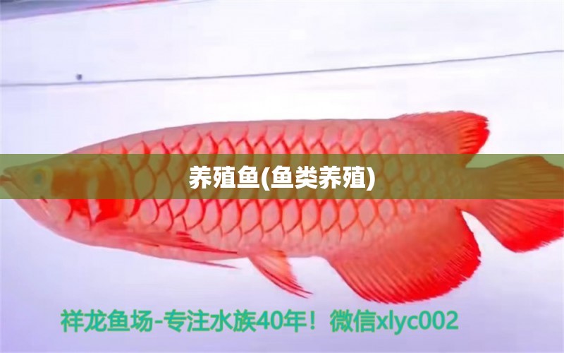 養(yǎng)殖魚(魚類養(yǎng)殖) 印尼紅龍魚