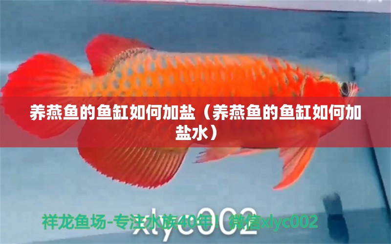 養(yǎng)燕魚的魚缸如何加鹽（養(yǎng)燕魚的魚缸如何加鹽水）