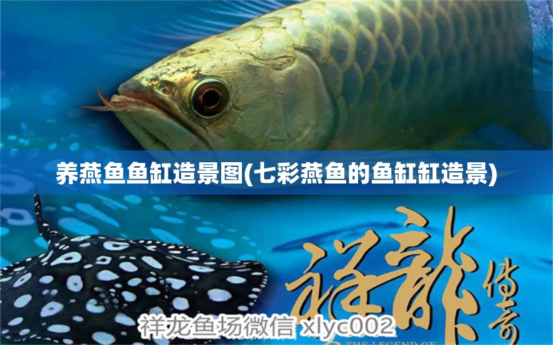 養(yǎng)燕魚魚缸造景圖(七彩燕魚的魚缸缸造景)