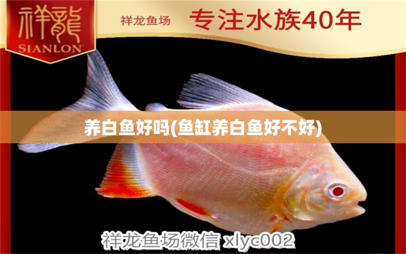 養(yǎng)白魚好嗎(魚缸養(yǎng)白魚好不好) 一眉道人魚