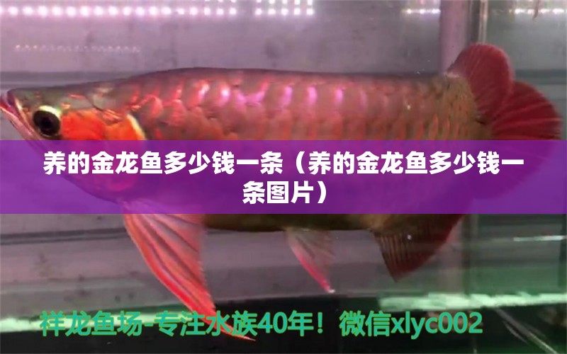 養(yǎng)的金龍魚多少錢一條（養(yǎng)的金龍魚多少錢一條圖片） 廣州觀賞魚批發(fā)市場