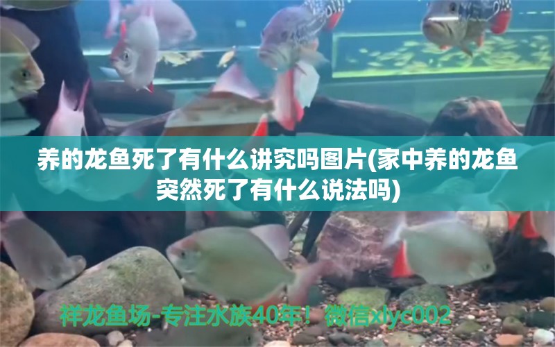 養(yǎng)的龍魚(yú)死了有什么講究嗎圖片(家中養(yǎng)的龍魚(yú)突然死了有什么說(shuō)法嗎) 泰龐海蓮魚(yú)