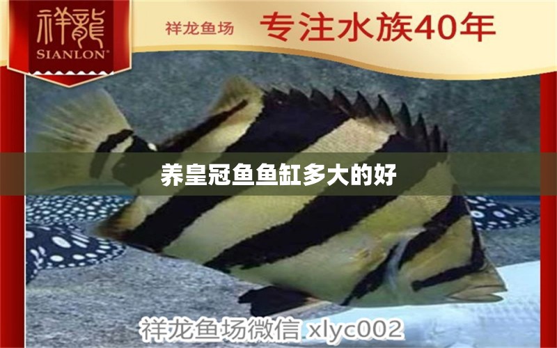 養(yǎng)皇冠魚魚缸多大的好