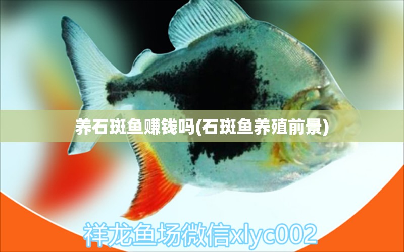 養(yǎng)石斑魚賺錢嗎(石斑魚養(yǎng)殖前景) 祥龍龍魚魚糧