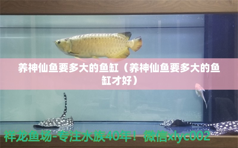 養(yǎng)神仙魚要多大的魚缸（養(yǎng)神仙魚要多大的魚缸才好）