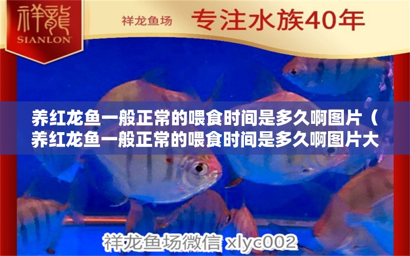 養(yǎng)紅龍魚一般正常的喂食時間是多久啊圖片（養(yǎng)紅龍魚一般正常的喂食時間是多久啊圖片大全）