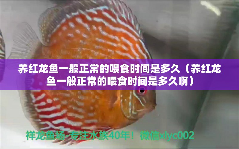 養(yǎng)紅龍魚一般正常的喂食時間是多久（養(yǎng)紅龍魚一般正常的喂食時間是多久?。? title=