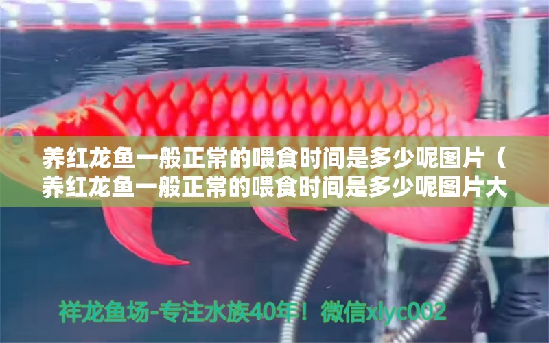 養(yǎng)紅龍魚一般正常的喂食時間是多少呢圖片（養(yǎng)紅龍魚一般正常的喂食時間是多少呢圖片大全）