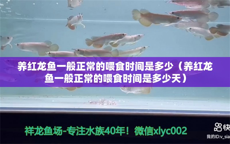 養(yǎng)紅龍魚一般正常的喂食時間是多少（養(yǎng)紅龍魚一般正常的喂食時間是多少天）