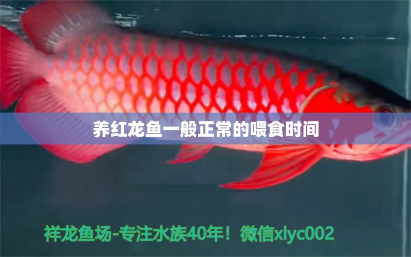 養(yǎng)紅龍魚一般正常的喂食時(shí)間