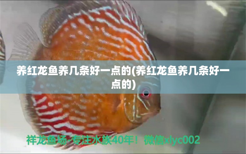 養(yǎng)紅龍魚養(yǎng)幾條好一點的(養(yǎng)紅龍魚養(yǎng)幾條好一點的) 魚缸水質(zhì)穩(wěn)定劑