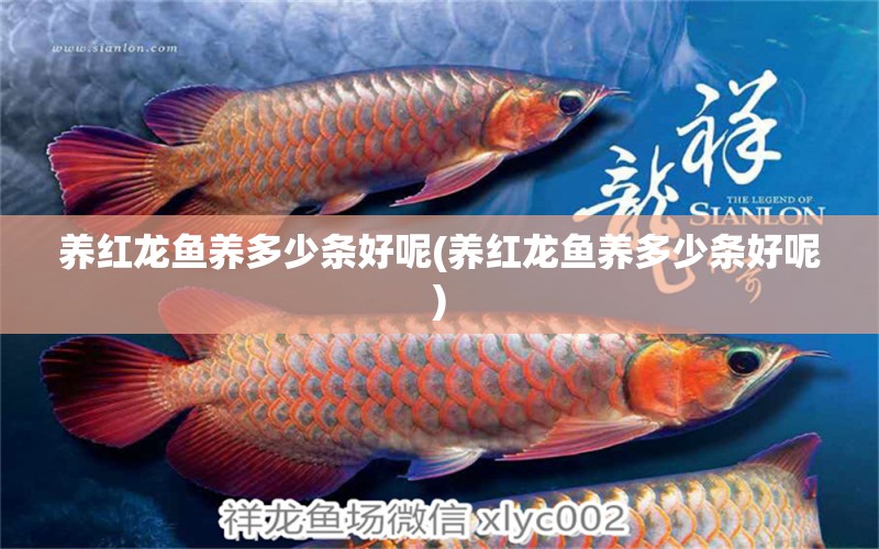 養(yǎng)紅龍魚養(yǎng)多少條好呢(養(yǎng)紅龍魚養(yǎng)多少條好呢)