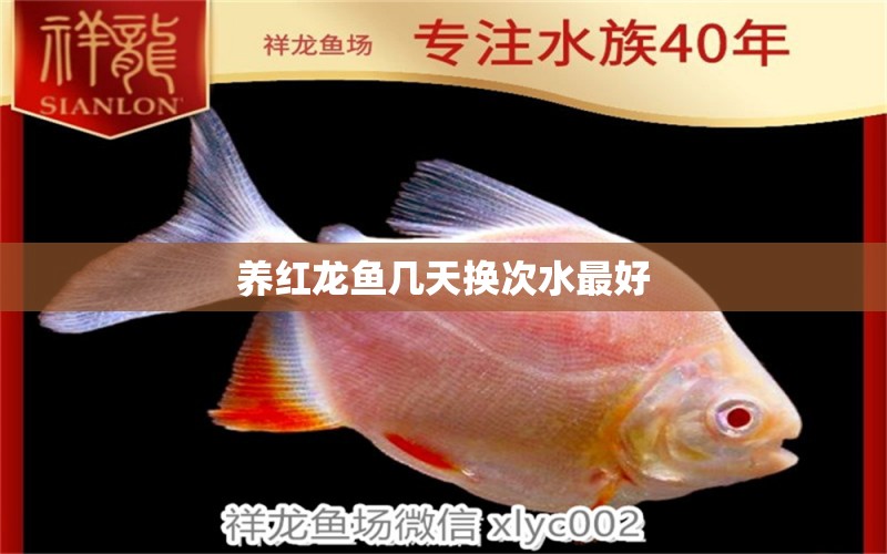 養(yǎng)紅龍魚幾天換次水最好