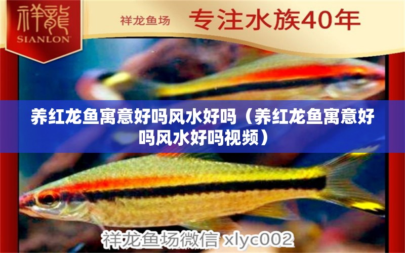 養(yǎng)紅龍魚寓意好嗎風水好嗎（養(yǎng)紅龍魚寓意好嗎風水好嗎視頻） 魚缸風水