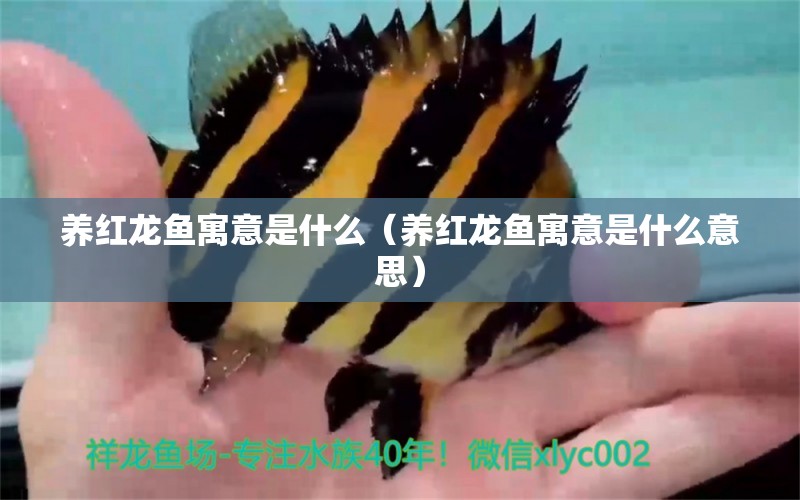 養(yǎng)紅龍魚寓意是什么（養(yǎng)紅龍魚寓意是什么意思） 印尼紅龍魚