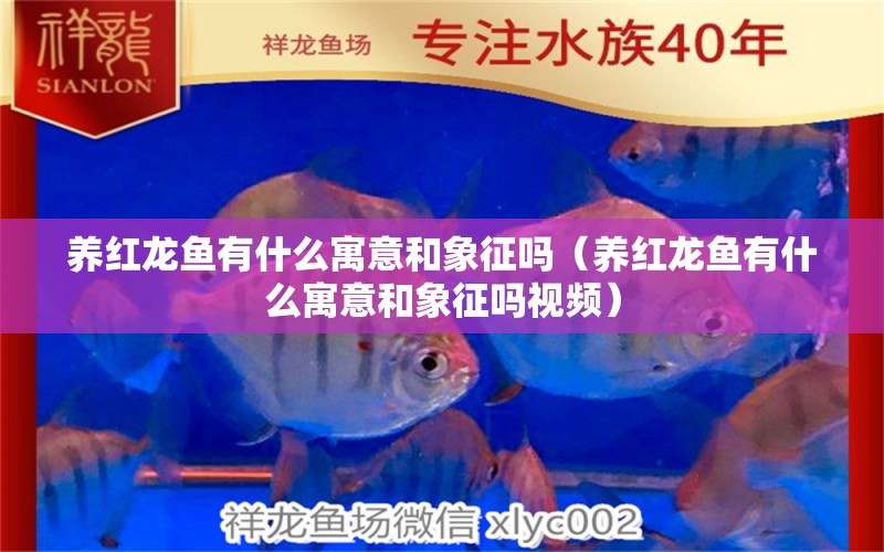 養(yǎng)紅龍魚有什么寓意和象征嗎（養(yǎng)紅龍魚有什么寓意和象征嗎視頻）