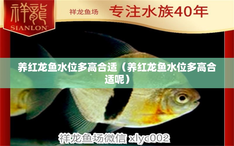 養(yǎng)紅龍魚水位多高合適（養(yǎng)紅龍魚水位多高合適呢） 印尼紅龍魚