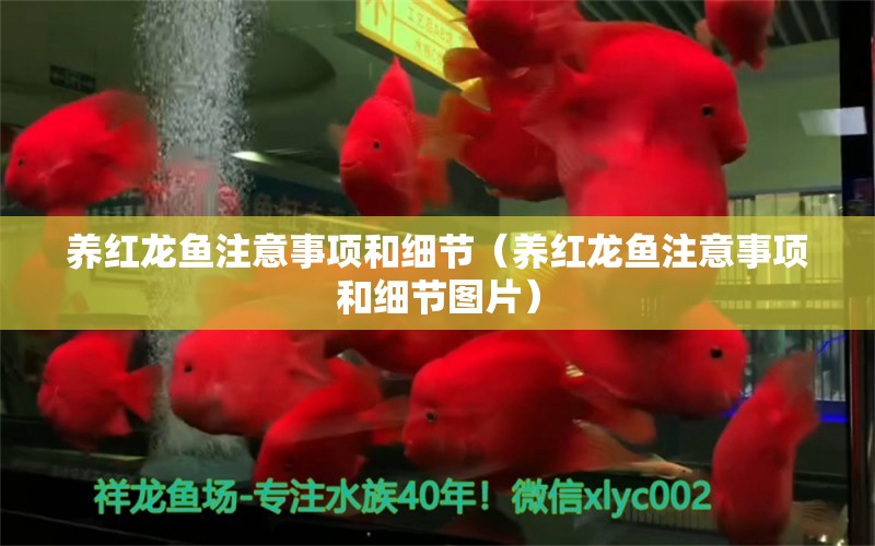 養(yǎng)紅龍魚注意事項(xiàng)和細(xì)節(jié)（養(yǎng)紅龍魚注意事項(xiàng)和細(xì)節(jié)圖片） 玫瑰銀版魚