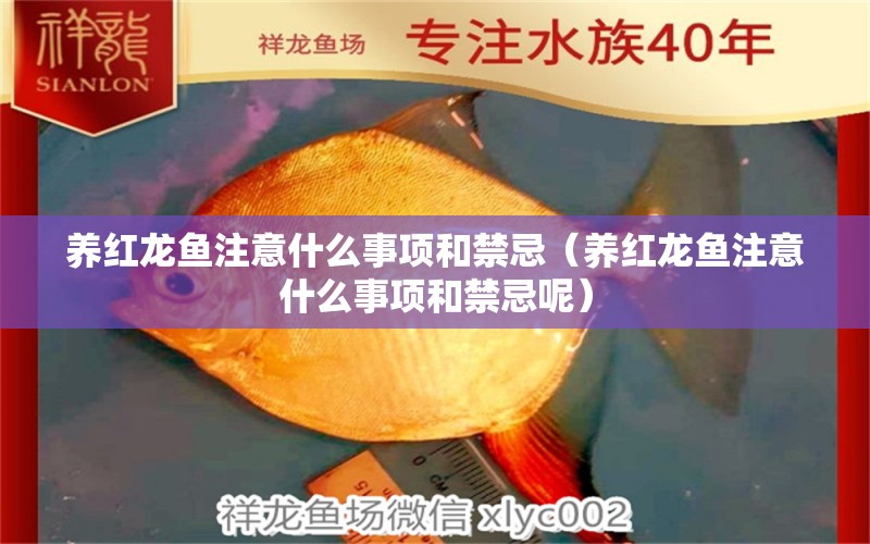 養(yǎng)紅龍魚(yú)注意什么事項(xiàng)和禁忌（養(yǎng)紅龍魚(yú)注意什么事項(xiàng)和禁忌呢）