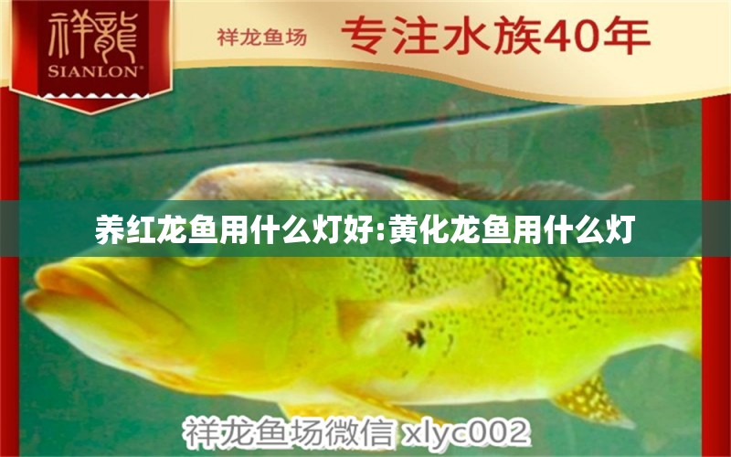 養(yǎng)紅龍魚用什么燈好:黃化龍魚用什么燈