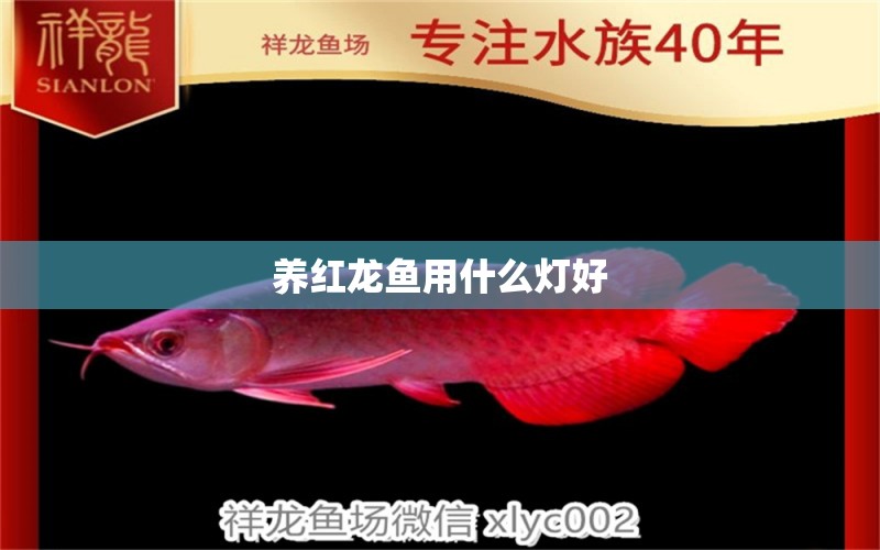 養(yǎng)紅龍魚用什么燈好