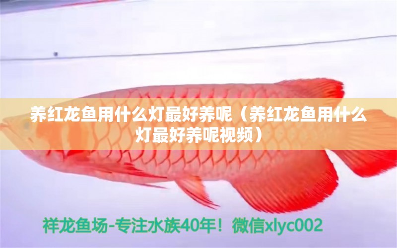 養(yǎng)紅龍魚用什么燈最好養(yǎng)呢（養(yǎng)紅龍魚用什么燈最好養(yǎng)呢視頻） 龍魚百科