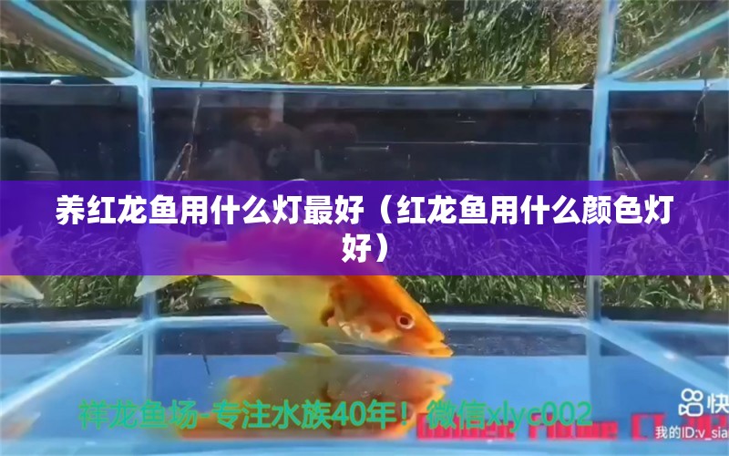 養(yǎng)紅龍魚用什么燈最好（紅龍魚用什么顏色燈好）