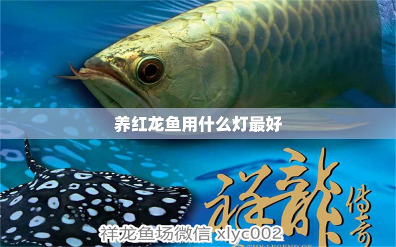 養(yǎng)紅龍魚用什么燈最好