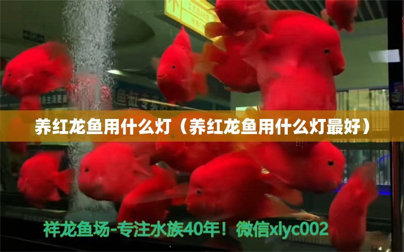 養(yǎng)紅龍魚用什么燈（養(yǎng)紅龍魚用什么燈最好）