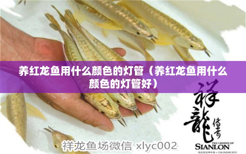 養(yǎng)紅龍魚用什么顏色的燈管（養(yǎng)紅龍魚用什么顏色的燈管好） 祥龍水族醫(yī)院