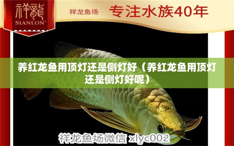 養(yǎng)紅龍魚用頂燈還是側(cè)燈好（養(yǎng)紅龍魚用頂燈還是側(cè)燈好呢） 印尼紅龍魚