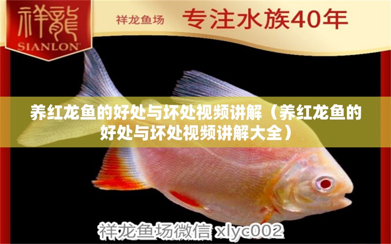 養(yǎng)紅龍魚的好處與壞處視頻講解（養(yǎng)紅龍魚的好處與壞處視頻講解大全）