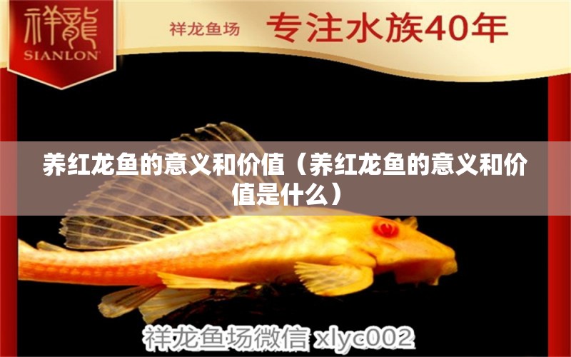 養(yǎng)紅龍魚的意義和價值（養(yǎng)紅龍魚的意義和價值是什么）