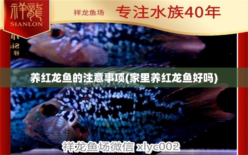 養(yǎng)紅龍魚的注意事項(xiàng)(家里養(yǎng)紅龍魚好嗎)