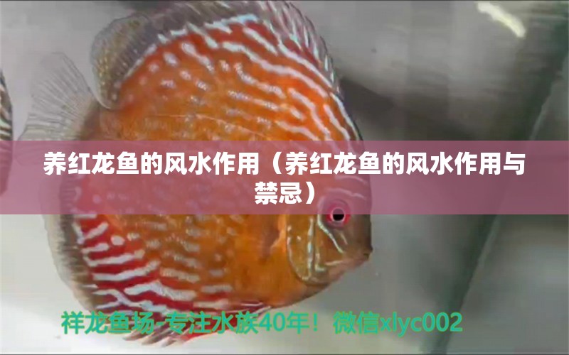 養(yǎng)紅龍魚(yú)的風(fēng)水作用（養(yǎng)紅龍魚(yú)的風(fēng)水作用與禁忌）