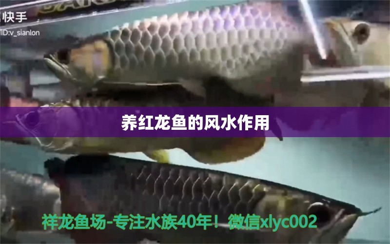 養(yǎng)紅龍魚的風(fēng)水作用 魚缸風(fēng)水