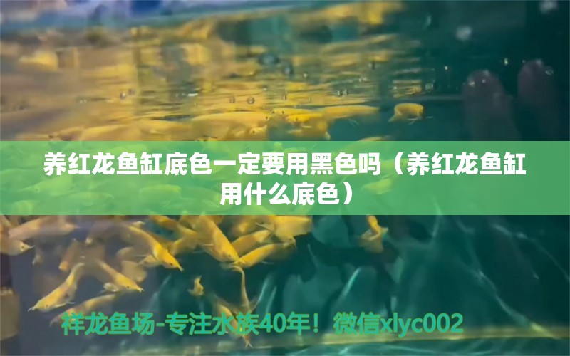 養(yǎng)紅龍魚(yú)缸底色一定要用黑色嗎（養(yǎng)紅龍魚(yú)缸用什么底色） 印尼紅龍魚(yú)