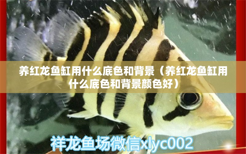 養(yǎng)紅龍魚缸用什么底色和背景（養(yǎng)紅龍魚缸用什么底色和背景顏色好）