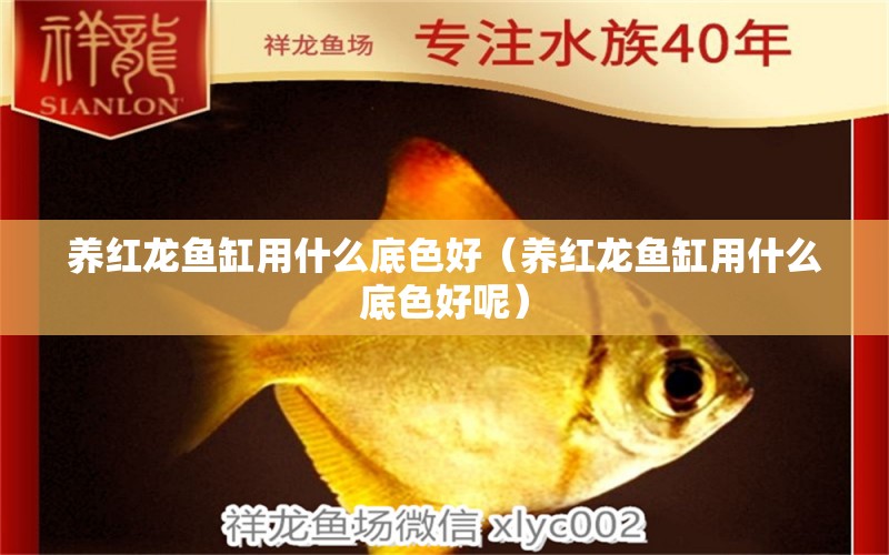 養(yǎng)紅龍魚缸用什么底色好（養(yǎng)紅龍魚缸用什么底色好呢） 印尼紅龍魚