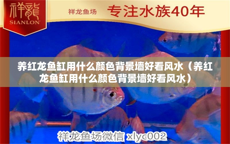 養(yǎng)紅龍魚(yú)缸用什么顏色背景墻好看風(fēng)水（養(yǎng)紅龍魚(yú)缸用什么顏色背景墻好看風(fēng)水）