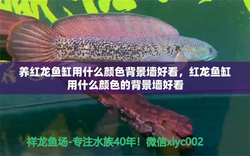 養(yǎng)紅龍魚缸用什么顏色背景墻好看，紅龍魚缸用什么顏色的背景墻好看