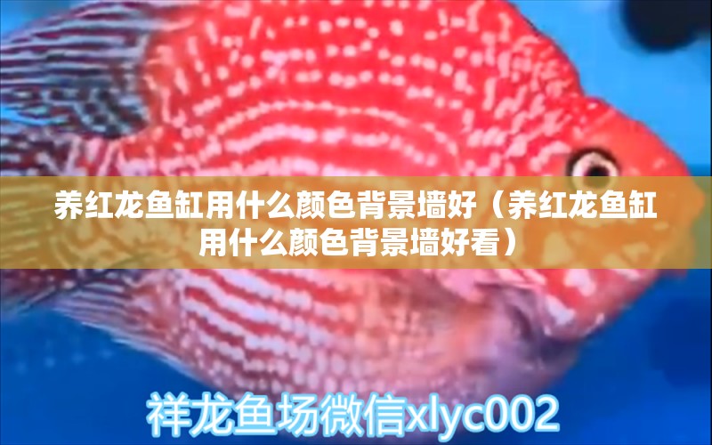 養(yǎng)紅龍魚缸用什么顏色背景墻好（養(yǎng)紅龍魚缸用什么顏色背景墻好看）